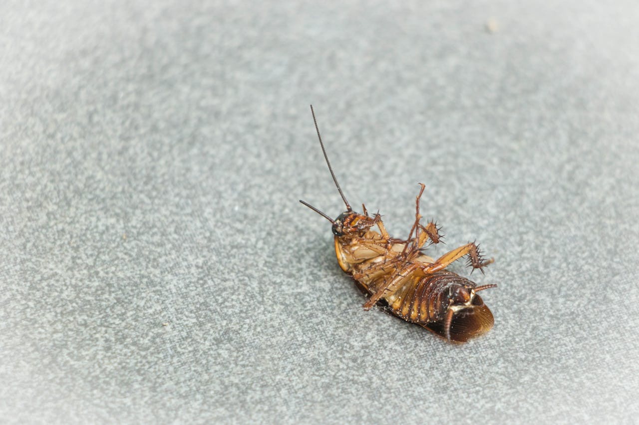 Pexels Photo 13060854